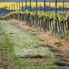 vineyard-item-02